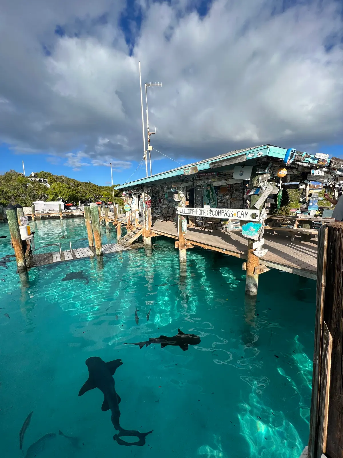 Nurse sharks coming in under the marina dock at dusk