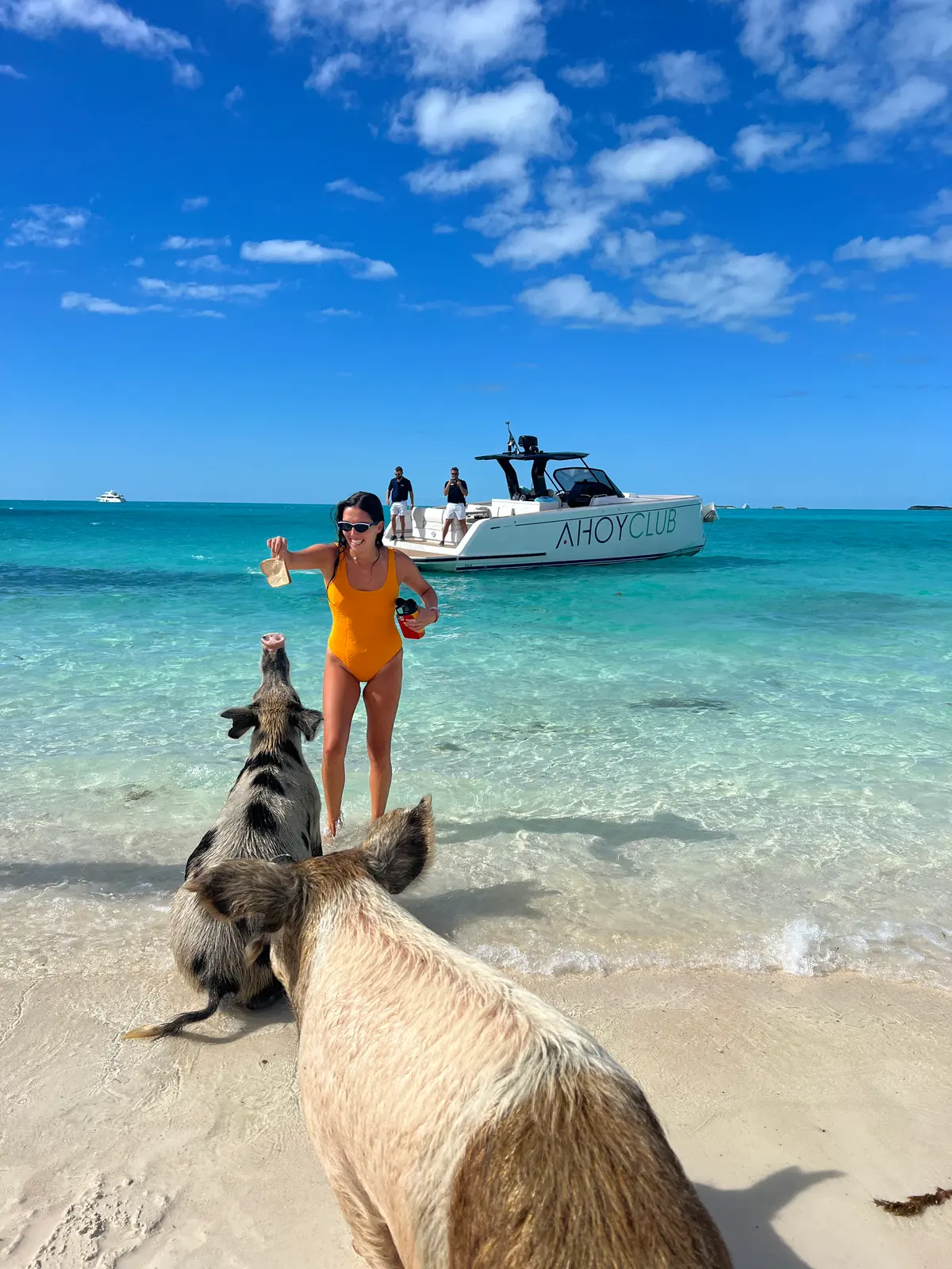 Ellie feeding the pigs in the shallows at Big Major, the tender behind