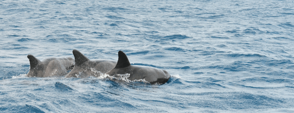 port stephens dolphin yacht charter