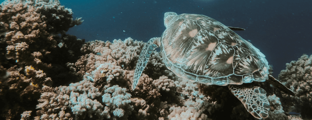 discover marine life while snorkeling