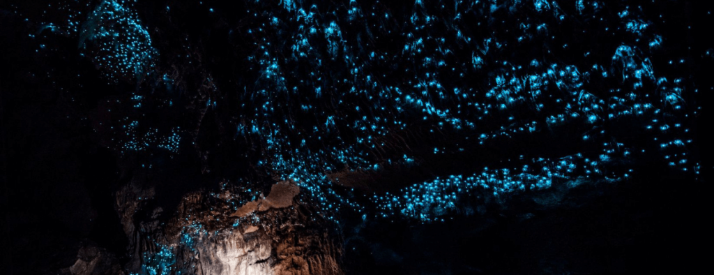 explore coves and find glowworms bay of islands