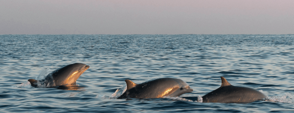 pod of dolphins passing by yacht charter