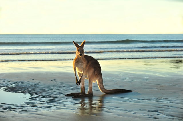 Australian kangaroon on the beach