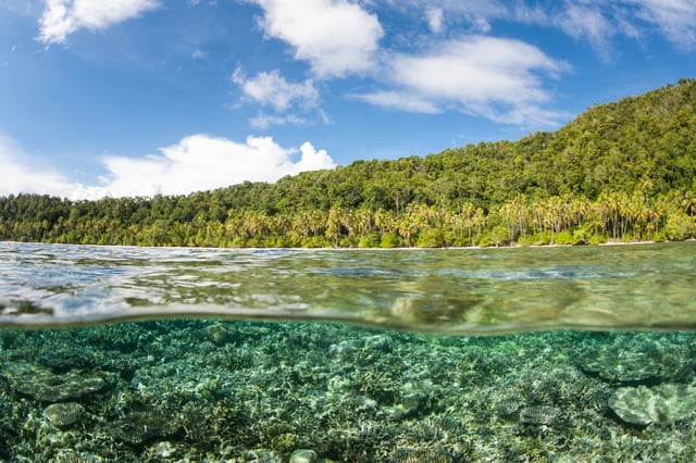 Crystal-clear waters with coral reefs underwater and palm trees near the shore