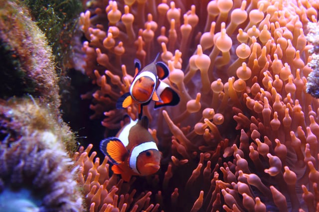 Corals and clowfish underwater