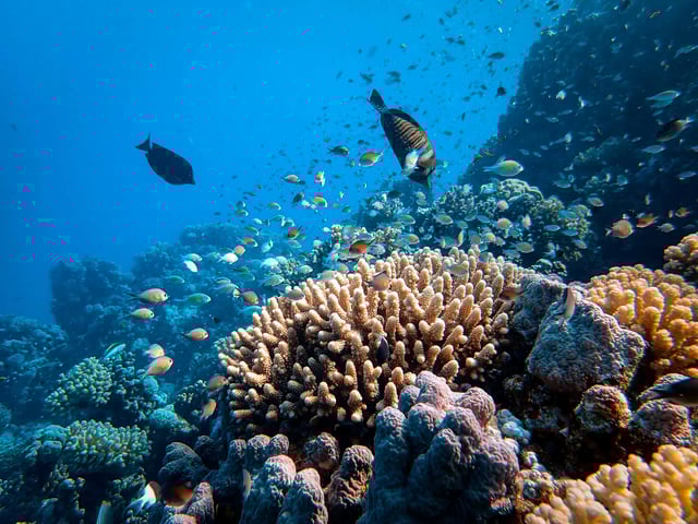 Corals and fishes under the crystal-clear waters of Bait Reef Lagoon