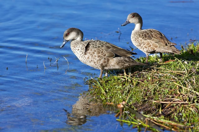 Gray teal ducks beside water