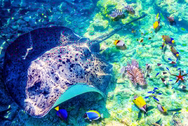 Manta ray and colorful fishes underwater