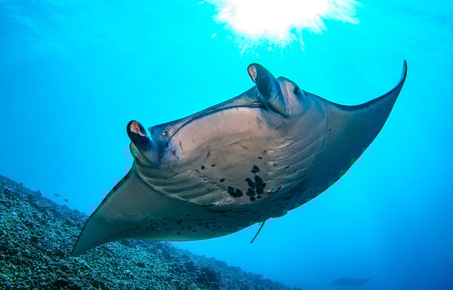 Image of Manta ray underwater
