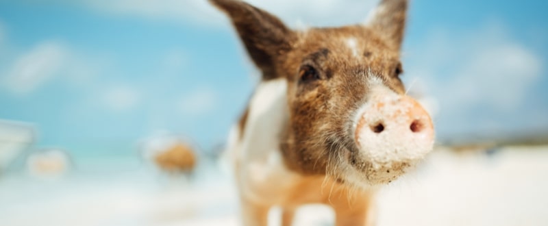 pig-beach-bahamas-yachting