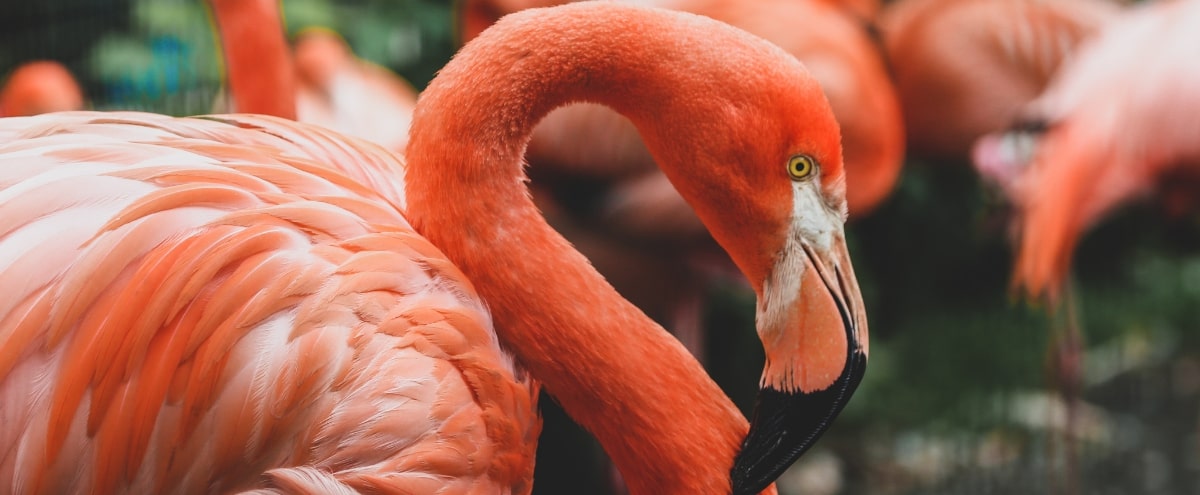 galapagos-islands-flamingo