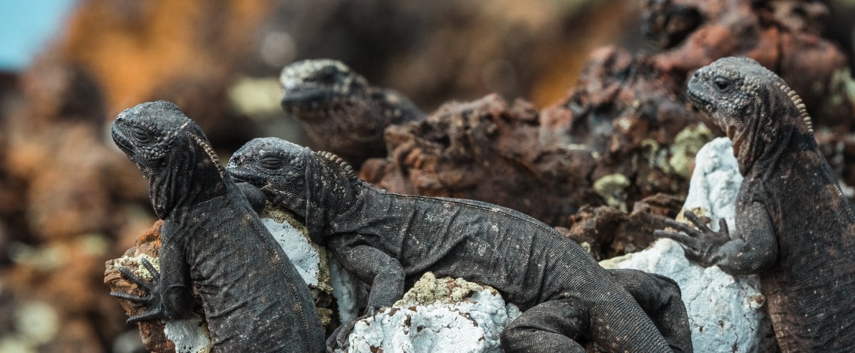  galapagos-islands-iguana