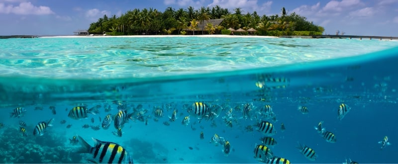 discover-marine-life-thailand-island 