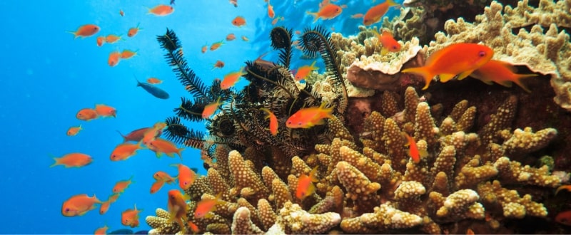 snorkel-great-barrier-reef 