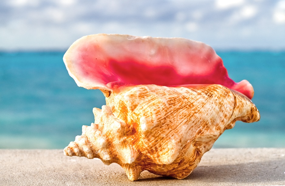 Conch/