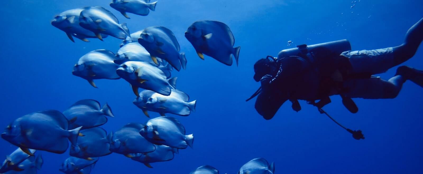 best-diving-thailand