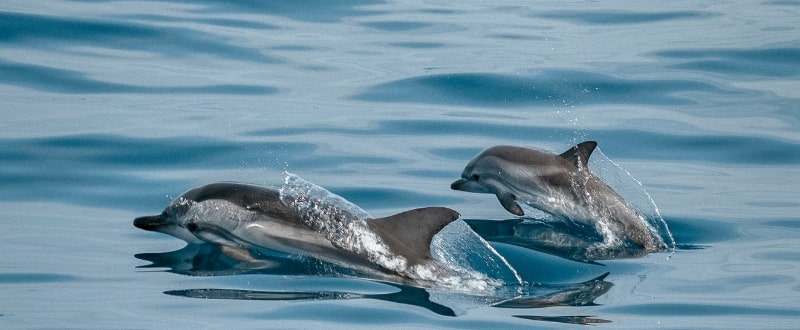 dolphin-site-seeing-charter-los-angeles