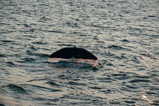 Where to Enjoy Whale Watching Season | Yacht Rental Los Angeles